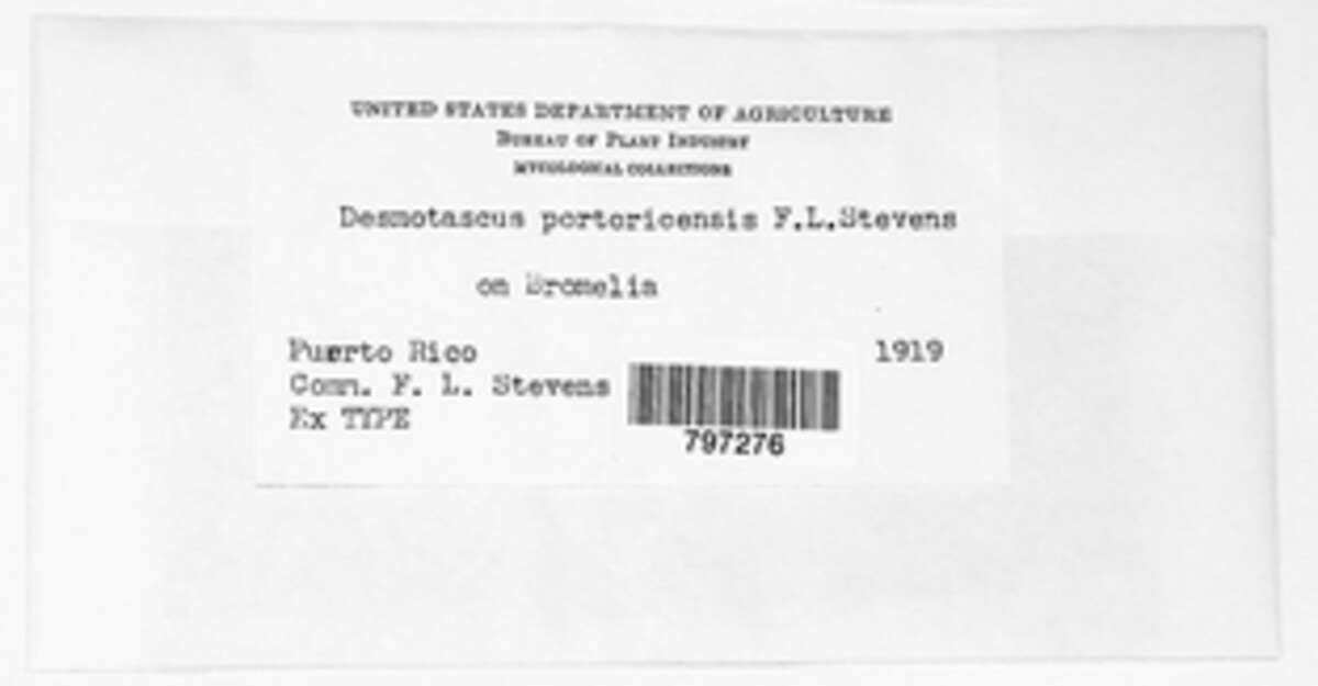 Desmotascus portoricensis image